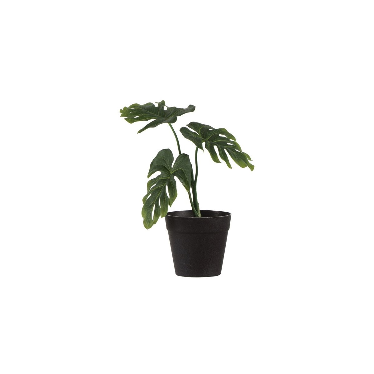 Plantje-Pilo-23cm